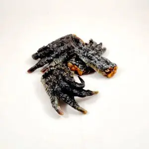 crocodile feet